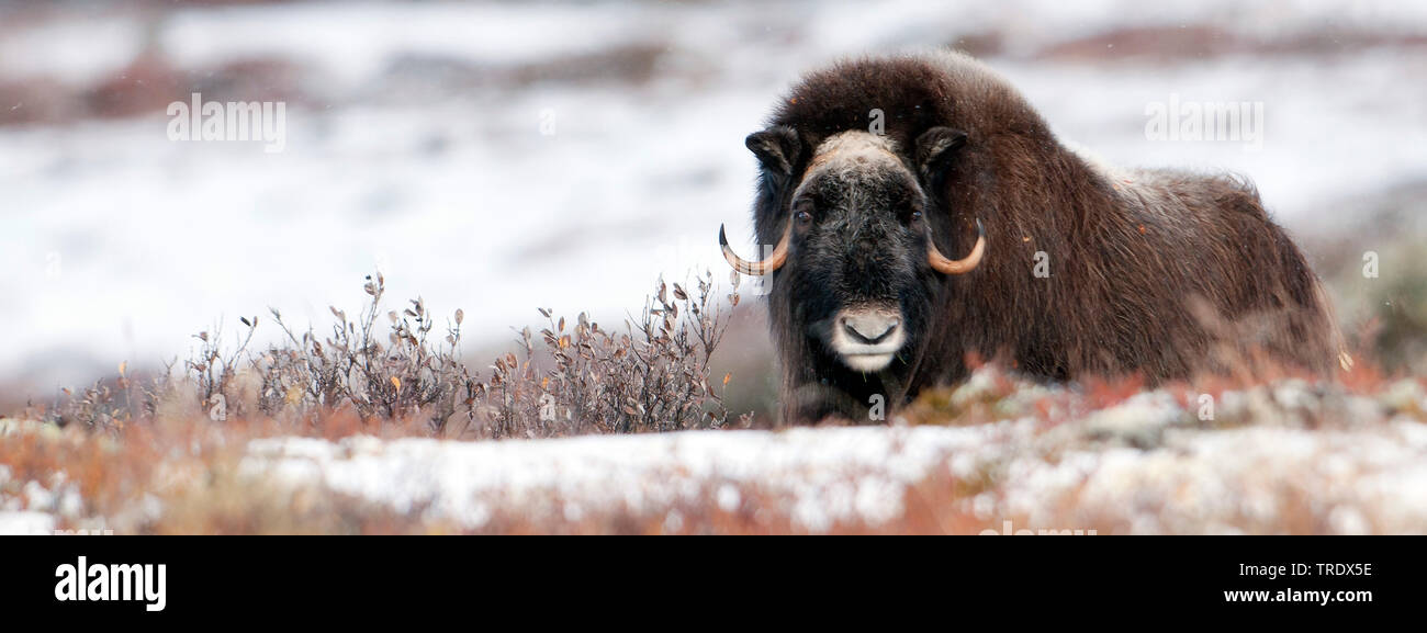 Le boeuf musqué (Ovibos moschatus), bull dans la toundra glaciale, la Norvège, le Parc National de Dovrefjell Sunndalsfjella, Kongsvold Banque D'Images