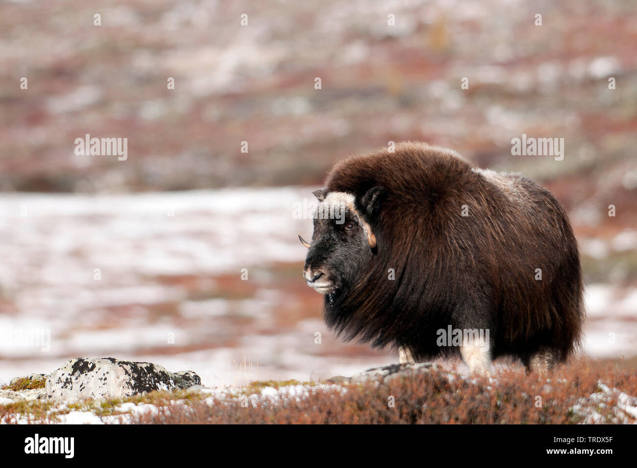 Le boeuf musqué (Ovibos moschatus), dans la toundra, de la Norvège, Dovrefjell Sunndalsfjella Parc National, Kongsvold Banque D'Images