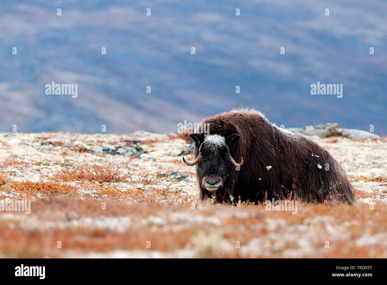 Le boeuf musqué (Ovibos moschatus), bull dans la toundra, de la Norvège, Dovrefjell Sunndalsfjella Parc National, Kongsvold Banque D'Images