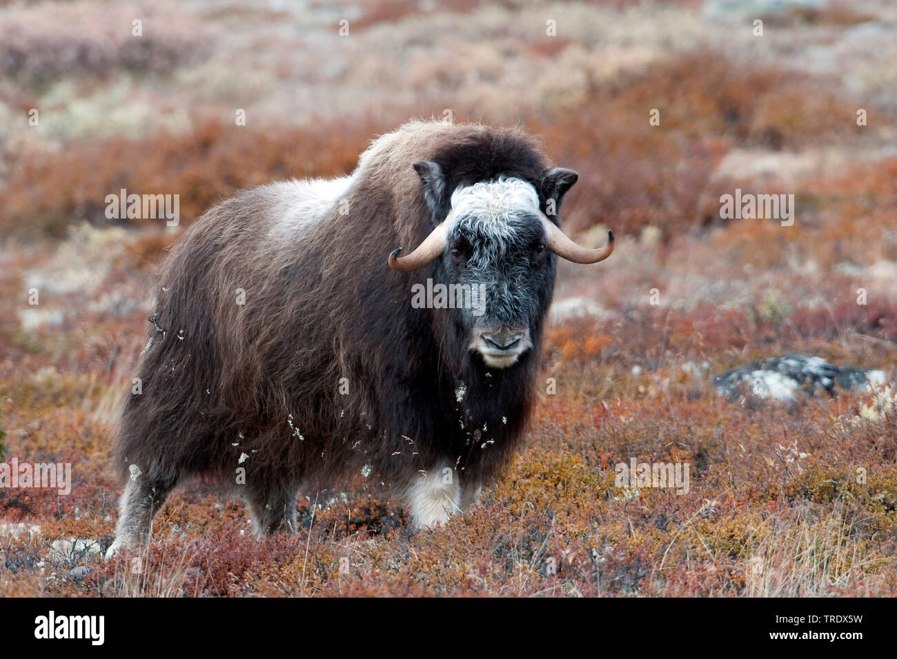Le boeuf musqué (Ovibos moschatus), bull dans la toundra, de la Norvège, Dovrefjell Sunndalsfjella Parc National, Kongsvold Banque D'Images