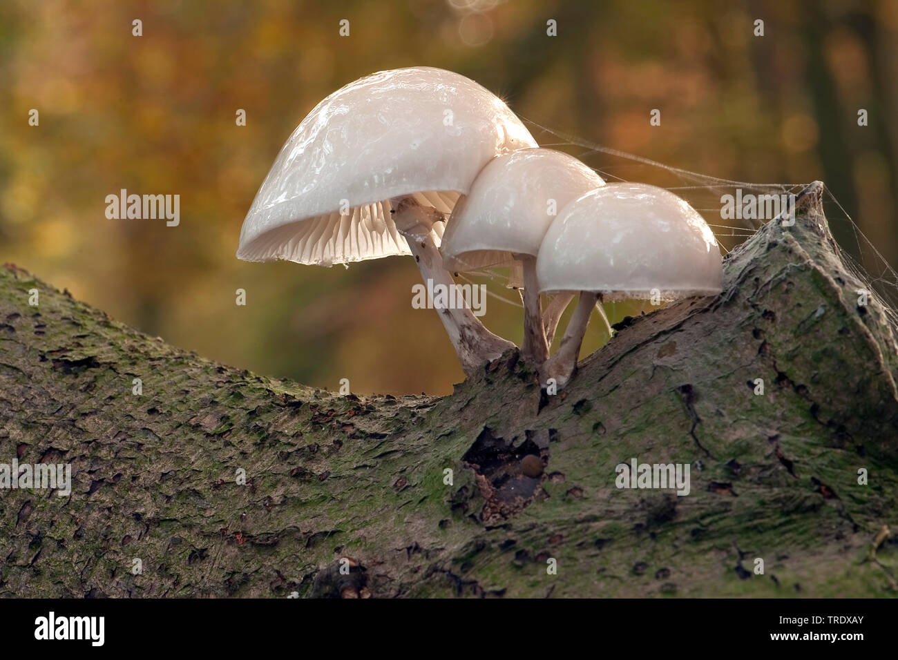Oudemansiella mucida porcelaine (champignon), sur une souche, les Pays-Bas, l'Overijssel Banque D'Images