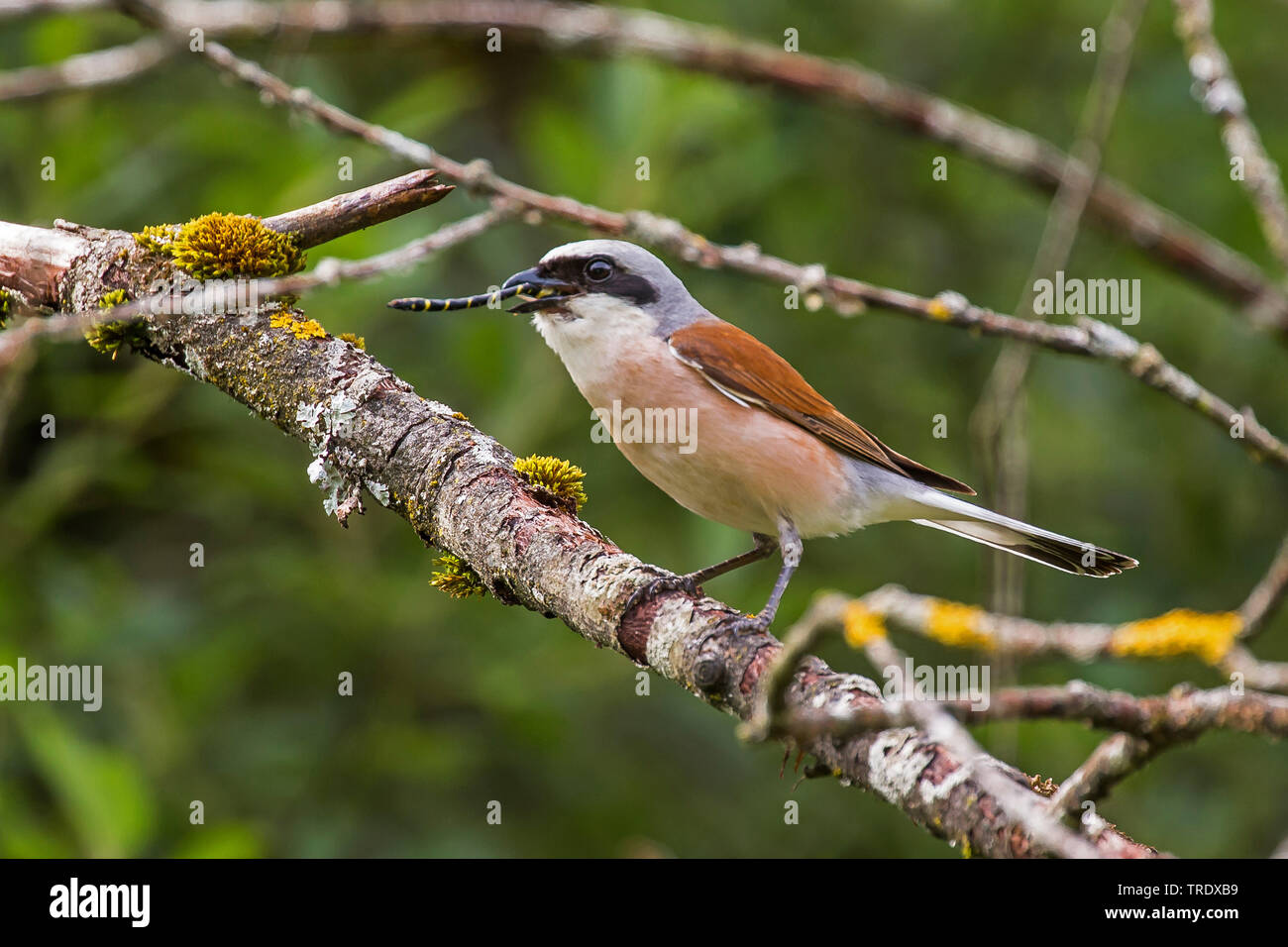 Pie-grièche écorcheur (Lanius collurio), qui se nourrit d'une libellule, l'Autriche, le Tyrol Banque D'Images