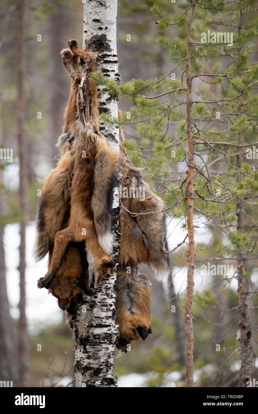 Le renard roux (Vulpes vulpes), le renard shot suspendu à un arbre, la Suède Banque D'Images