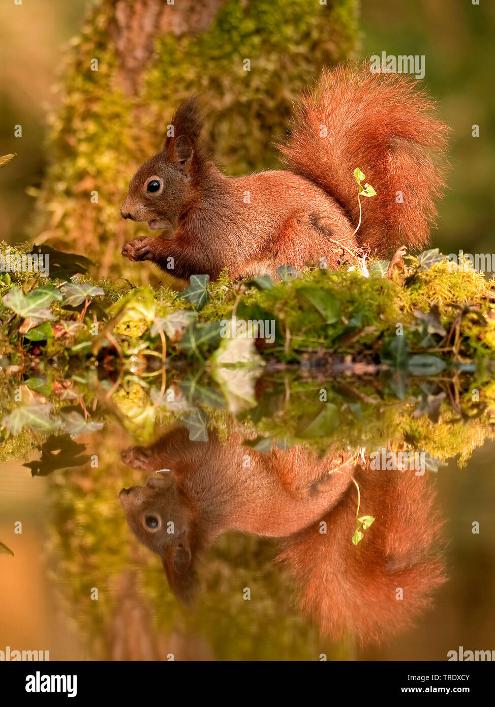 L'écureuil roux européen eurasien, l'écureuil roux (Sciurus vulgaris), à une piscine dans le bois, Pays-Bas, Overijssel Banque D'Images