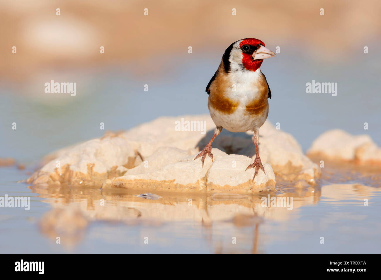 Eurasian goldfinch (Carduelis carduelis Carduelis, balcanica balcanica), au bord de l'homme adulte, Croatie Banque D'Images