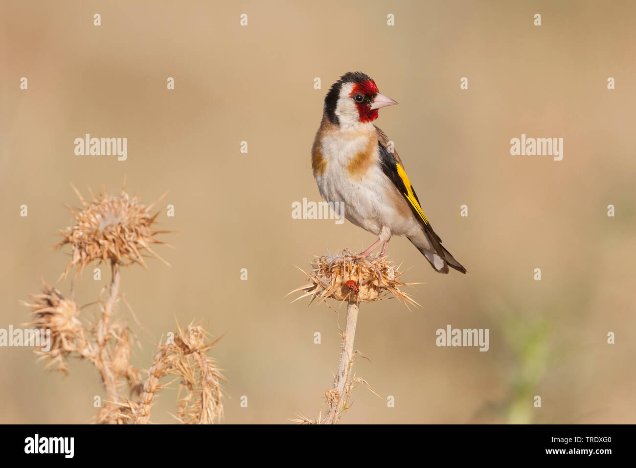 Eurasian goldfinch (Carduelis carduelis Carduelis, balcanica balcanica), mâle adulte sur un chardon, Croatie Banque D'Images