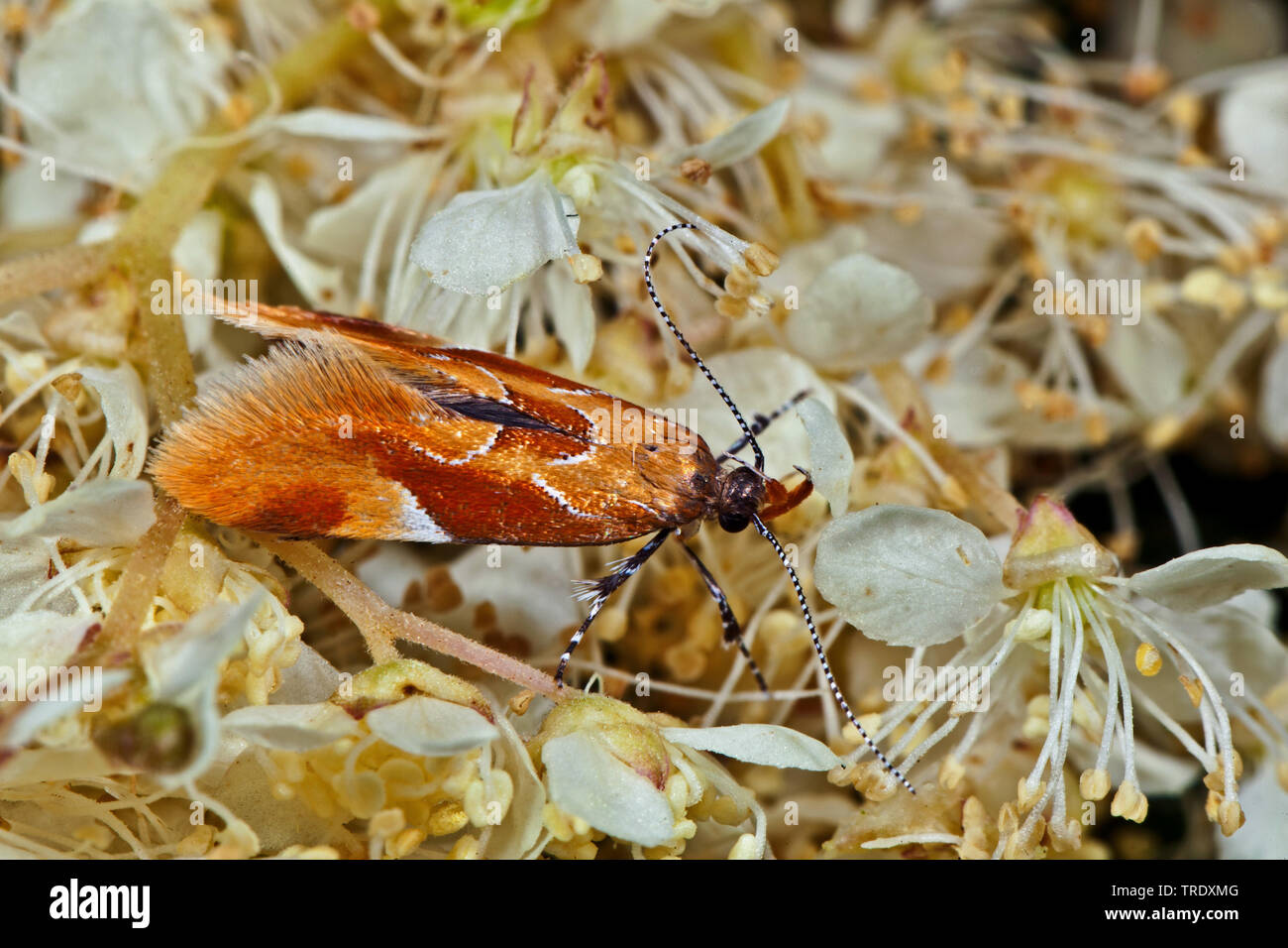 Epicallima formosella (correcteur), assis sur les fleurs, Allemagne Banque D'Images