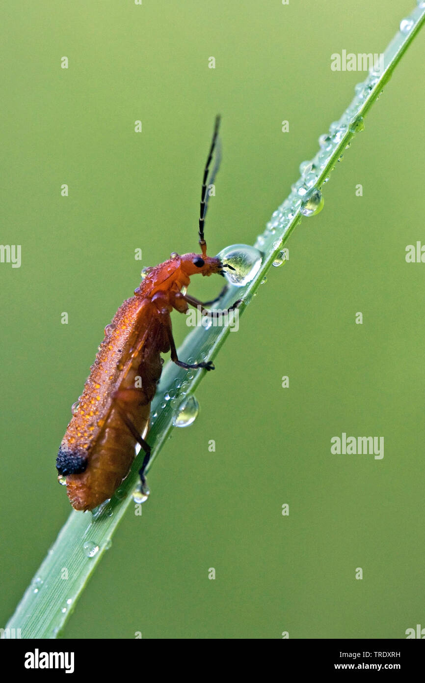 Coléoptère soldat rouge commun sangsue coléoptère hogweed (Rhagonycha fulva), boisson, pays-Bas Banque D'Images