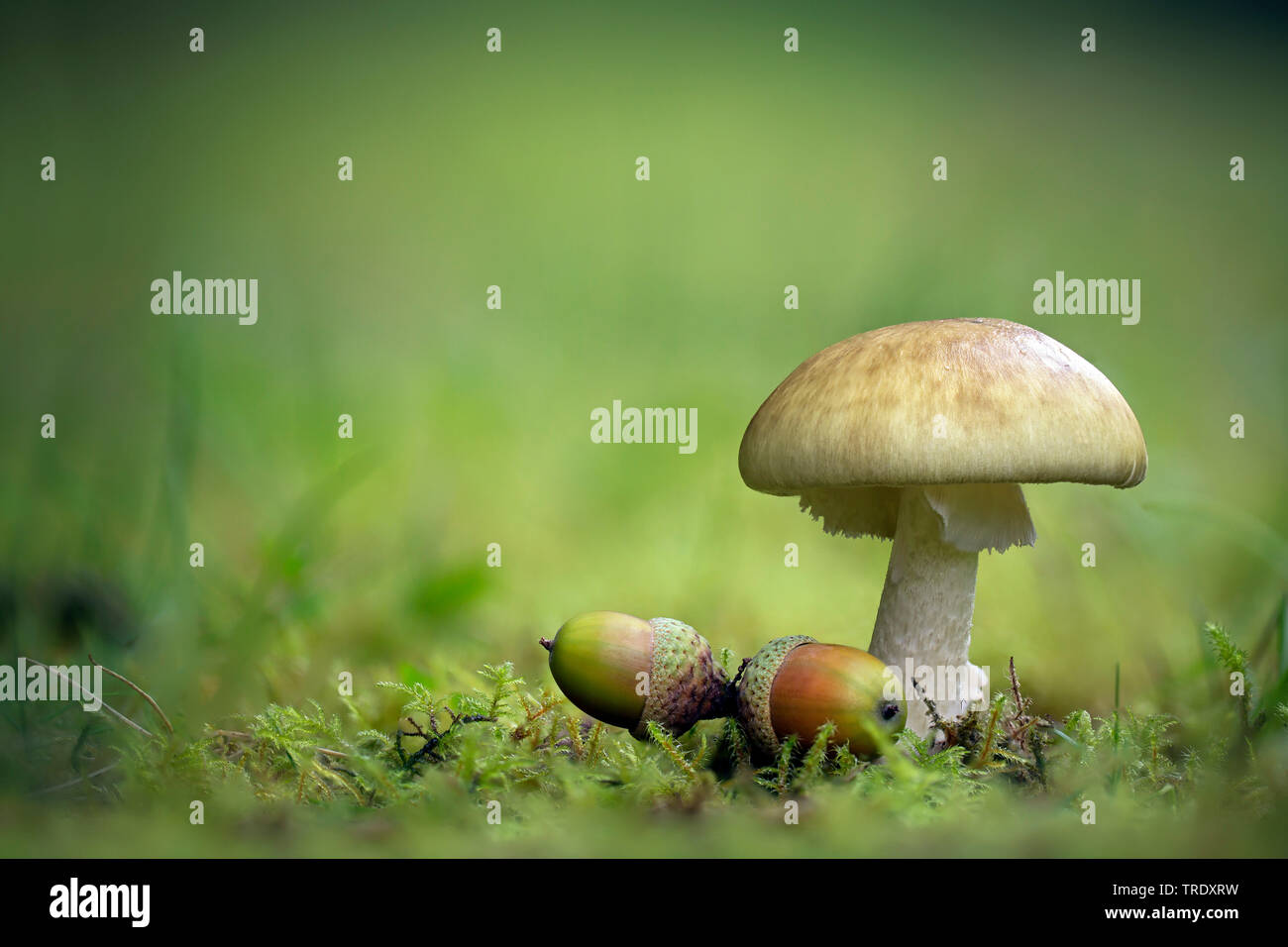 La mort, la mort les champignons, Deathcap (Amanita phalloides), de la mort avec les glands, Pays-Bas, Parc National de Lauwersmeer Banque D'Images