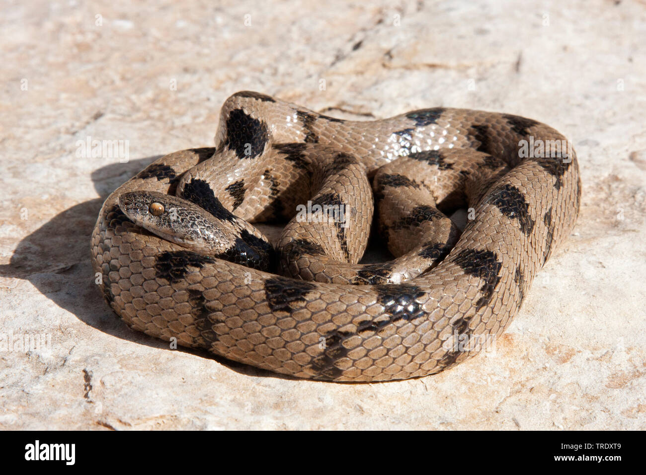 Cat, serpent serpent chat européen (Telescopus fallax), roulé, Israël Banque D'Images