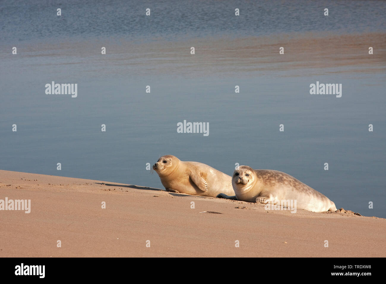 Le phoque, phoque commun (Phoca vitulina), deux Phoques communs sur la plage, Pays-Bas Banque D'Images