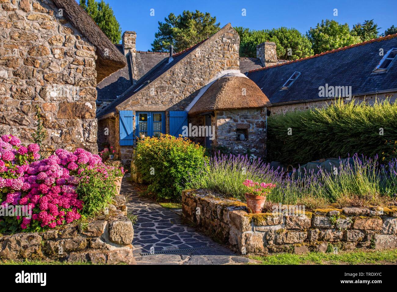 Hortensia jardin dentelle, cap hortensia (Hydrangea macrophylla), maisons en pierre naturelle typiquement breton avec la floraison des hortensias, France, Bretagne Banque D'Images
