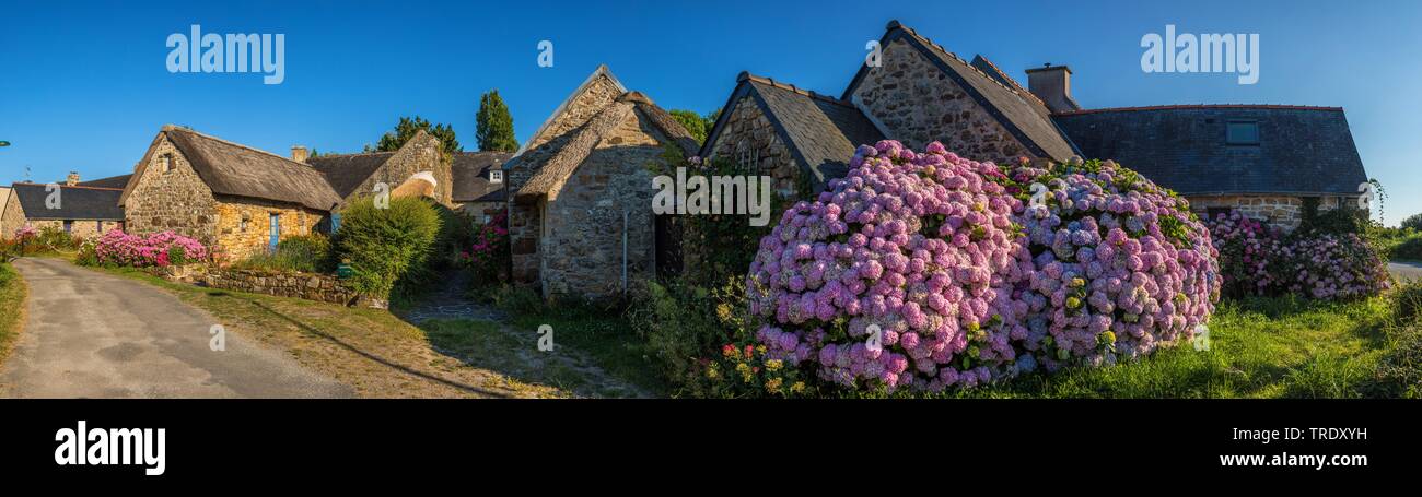Hortensia jardin dentelle, cap hortensia (Hydrangea macrophylla), maisons en pierre naturelle typiquement breton avec la floraison des hortensias, France, Bretagne Banque D'Images