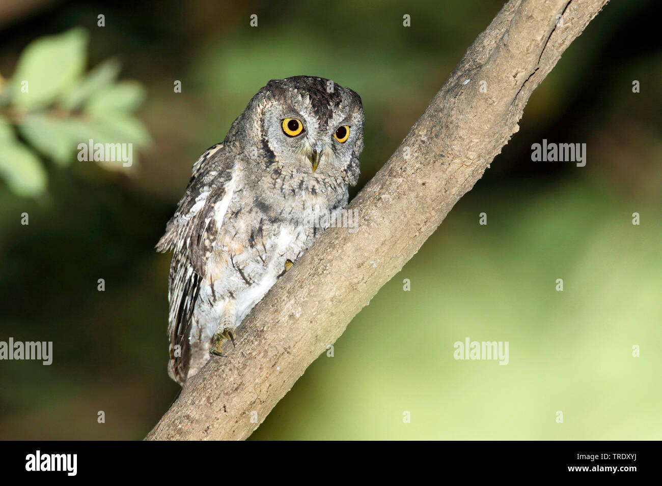 L'Otus Scops Owl arabique ; pamelae (Otus pamelae), assis sur un arbre, appelant, Oman Banque D'Images
