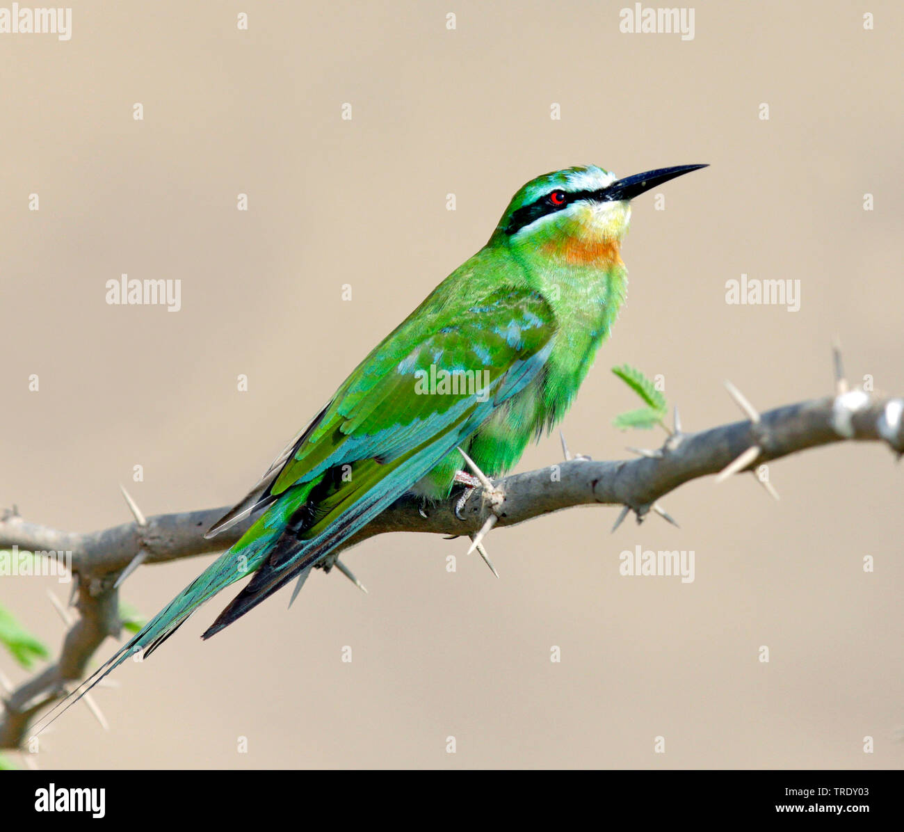 Blue-cheeked bee-eater (Merops persicus), assis sur une branche, Oman Banque D'Images