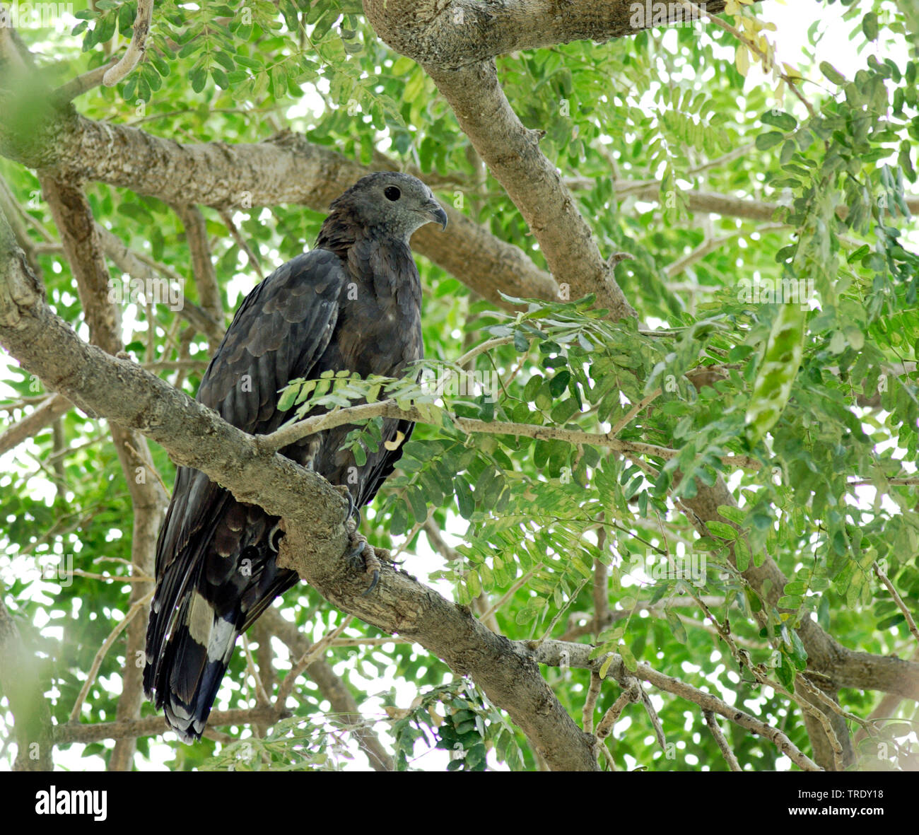 Miel Oriental (buzzard Pernis ptilorhynchus orientalis, Pernis orientalis), homme assis sur un arbre, l'Inde, Rajasthan Banque D'Images