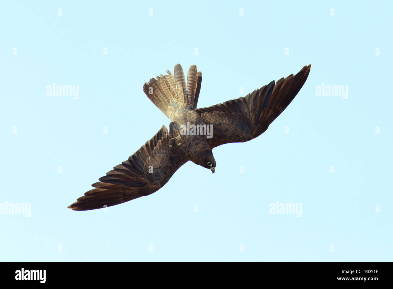 Eleonora's falcon (Falco eleonorae), dark adultes en mue, vol Chypre Banque D'Images