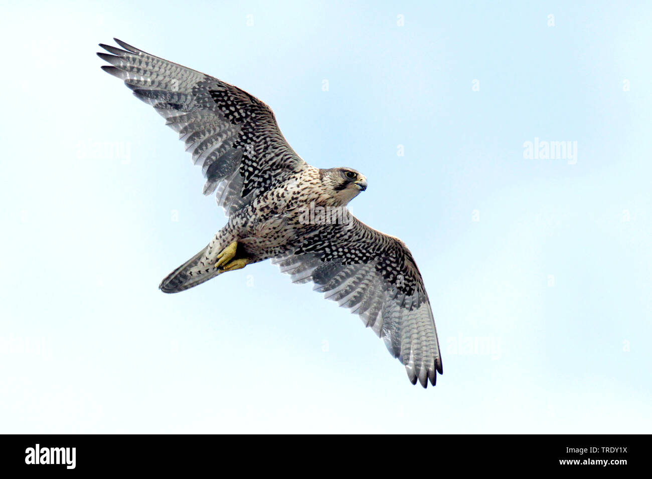 Gyr falcon (Falco rusticolus), femelle adulte en vol, la Norvège Banque D'Images