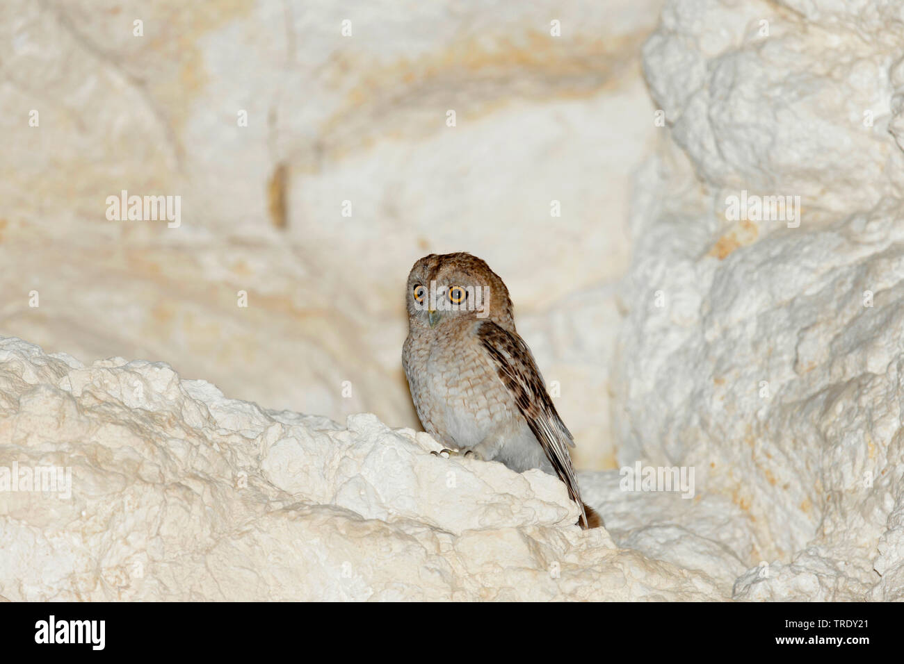 Hume's owl (Strix butleri), sur la reproduction des adultes à Cliff, Oman, Mascate Banque D'Images