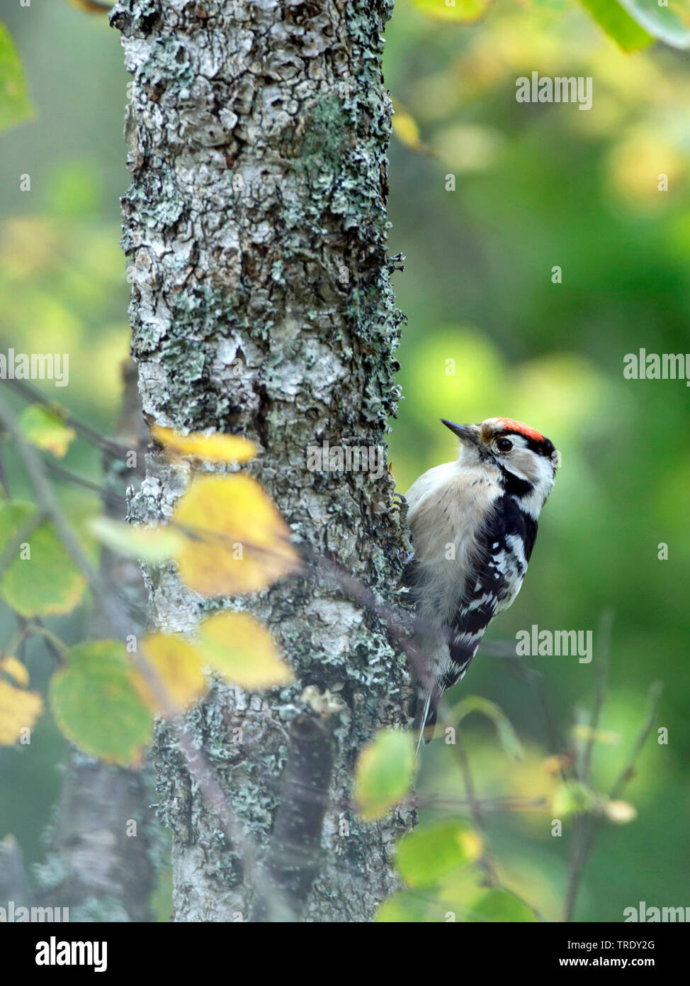 Lesser spotted woodpecker (Picoides minor, Dendrocopos minor), homme à un arbre, Finlande Banque D'Images