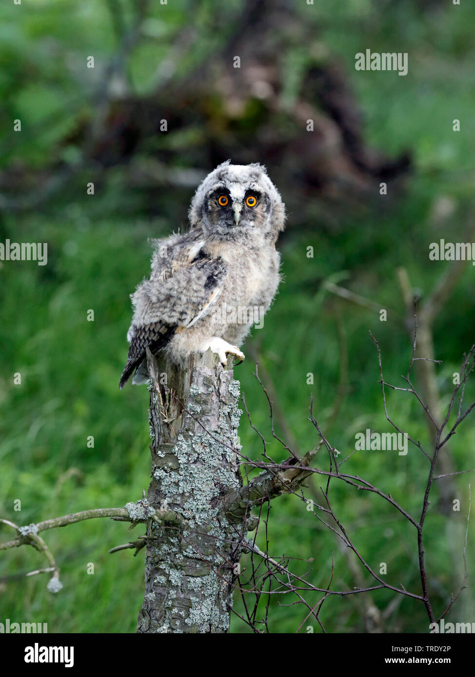 Long-eared Owl (Asio otus), juvénile sur une souche, Finlande Banque D'Images