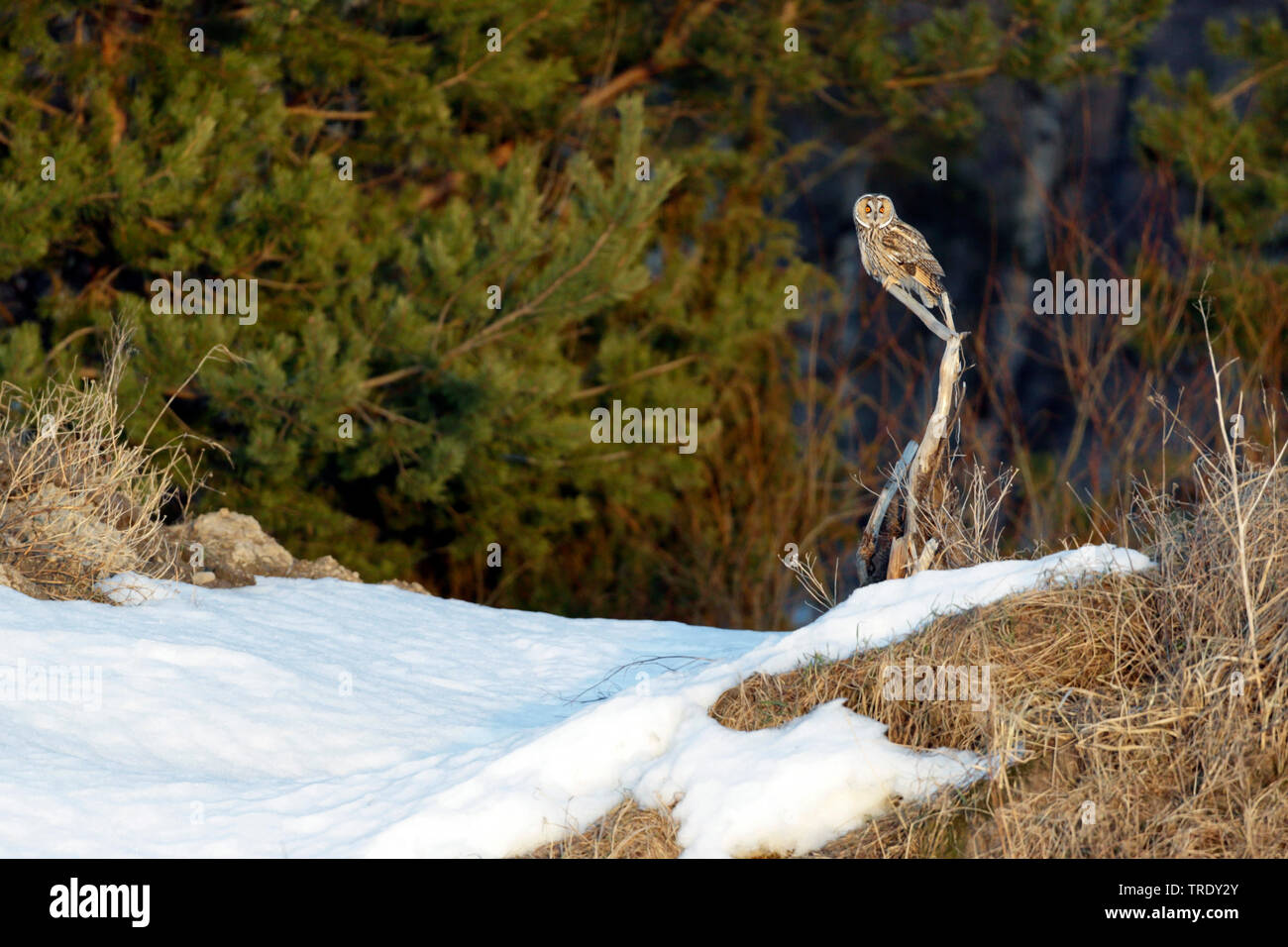 Long-eared Owl (Asio otus), en hiver, la Finlande Banque D'Images