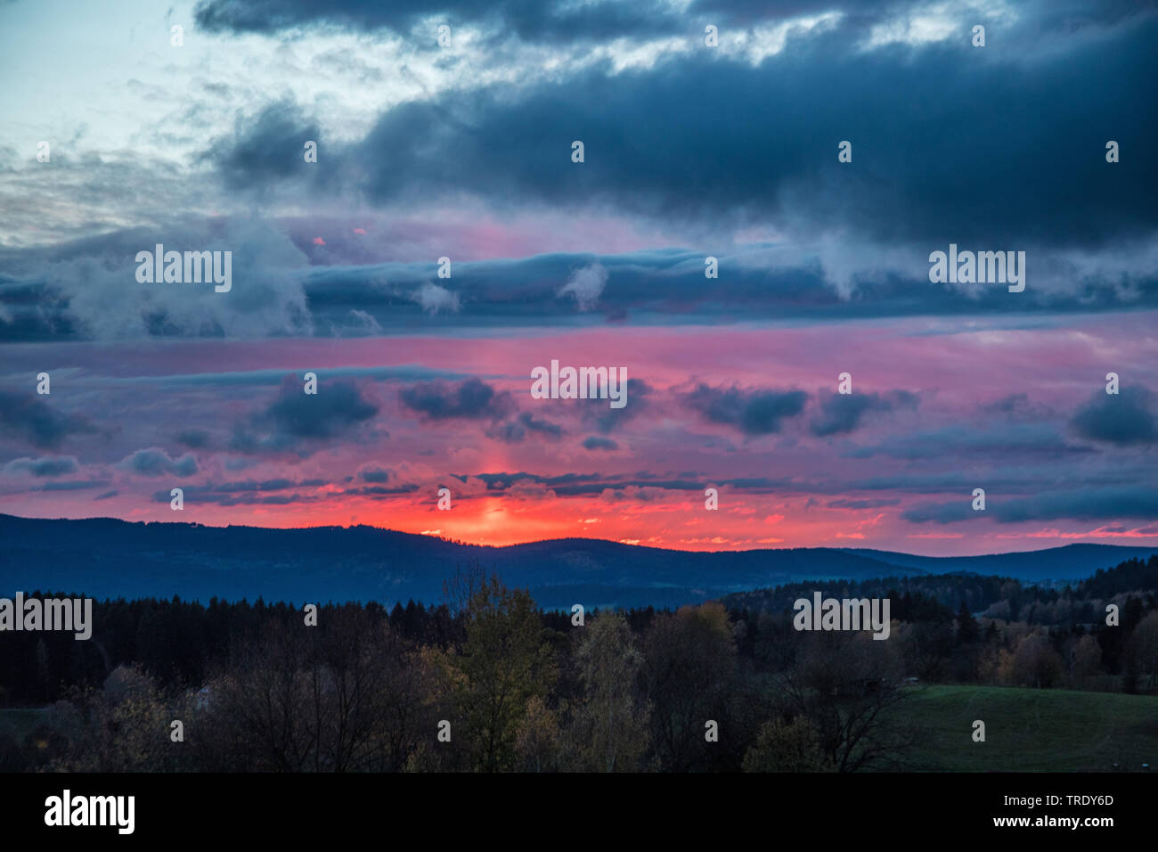 Soir à moos forêt de Bavière à Regen, Allemagne, Bavière, Parc National de la Forêt bavaroise Banque D'Images