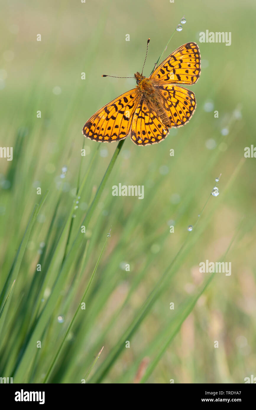 Petite perle-bordé fritillary (Clossiana selene, Boloria selene), assis sur une herbe, Pays-Bas, l'Overijssel Banque D'Images