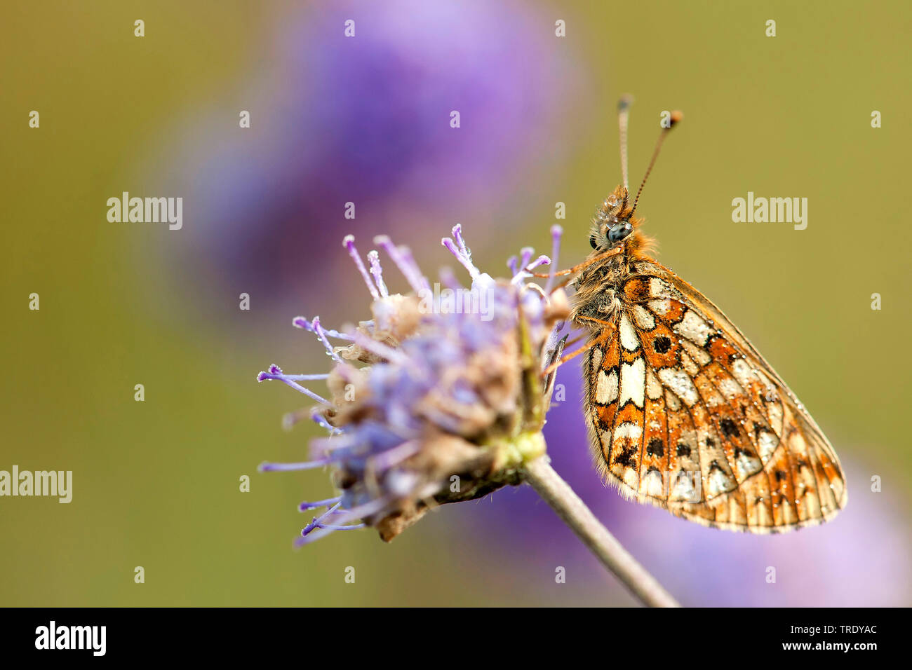 Petite perle-bordé fritillary (Clossiana selene, Boloria selene), assis sur une fleur, Pays-Bas, Overijssel Banque D'Images