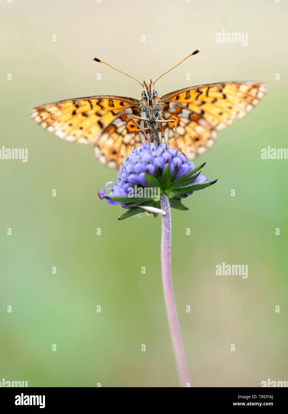 Petite perle-bordé fritillary (Clossiana selene, Boloria selene), assis sur une fleur, Pays-Bas, Overijssel Banque D'Images