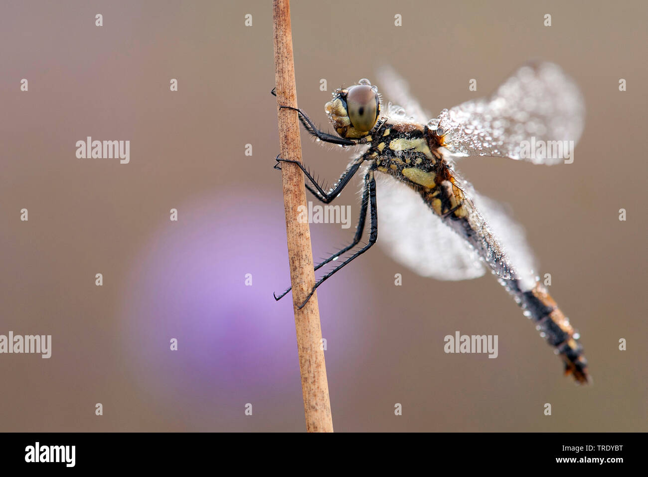 Sympetrum noir, dard noir (Sympetrum danae), avec la rosée du matin, Pays-Bas Banque D'Images
