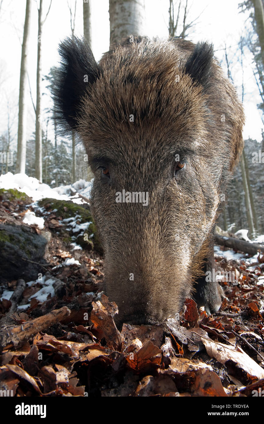 Le sanglier, le porc, le sanglier (Sus scrofa), en hiver, l'Allemagne, la Bavière, le Parc National de la Forêt bavaroise Banque D'Images