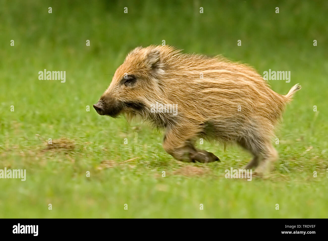Le sanglier, le porc, le sanglier (Sus scrofa), marcassin, Pays-Bas Banque D'Images