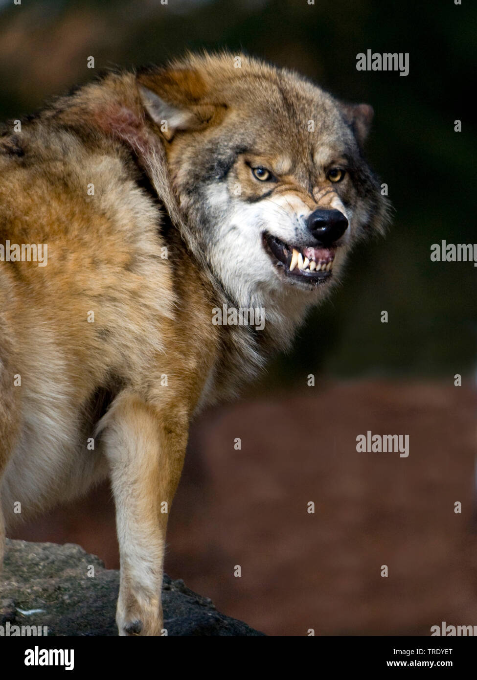 Le loup gris d'Europe (Canis lupus lupus), de la colère, de l'Allemagne, la Bavière, le Parc National de la Forêt bavaroise Banque D'Images