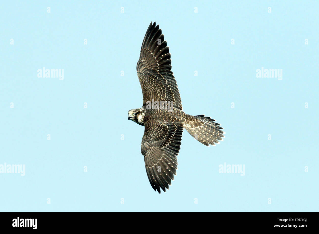 Le faucon pèlerin (Falco peregrinus), juvénile en vol, Oman Banque D'Images