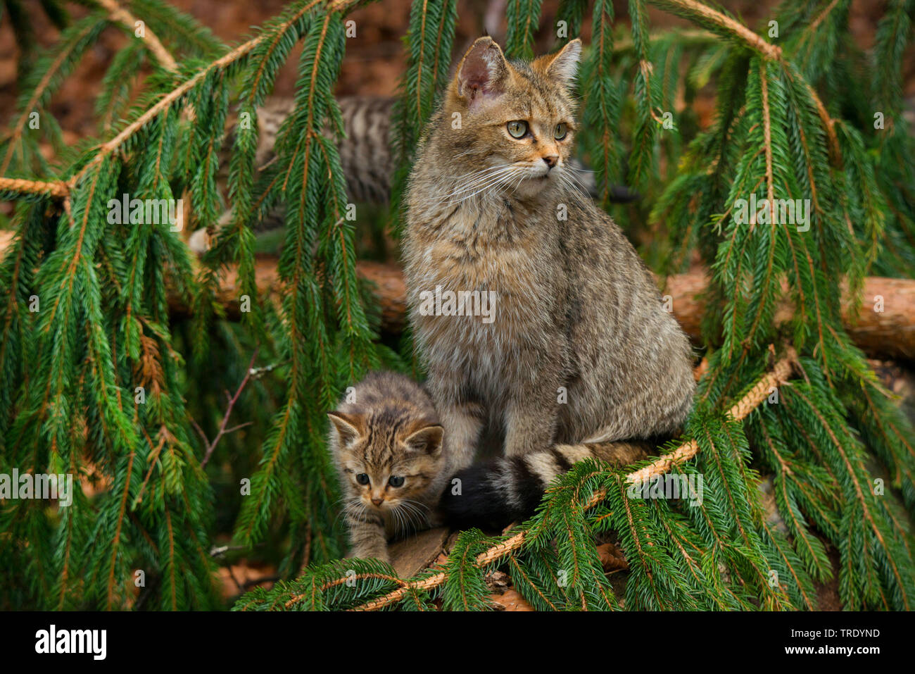 Chat Sauvage Européen, forêt wildcat (Felis silvestris silvestris), avec la direction générale de l'épinette sur un chaton, Allemagne Banque D'Images