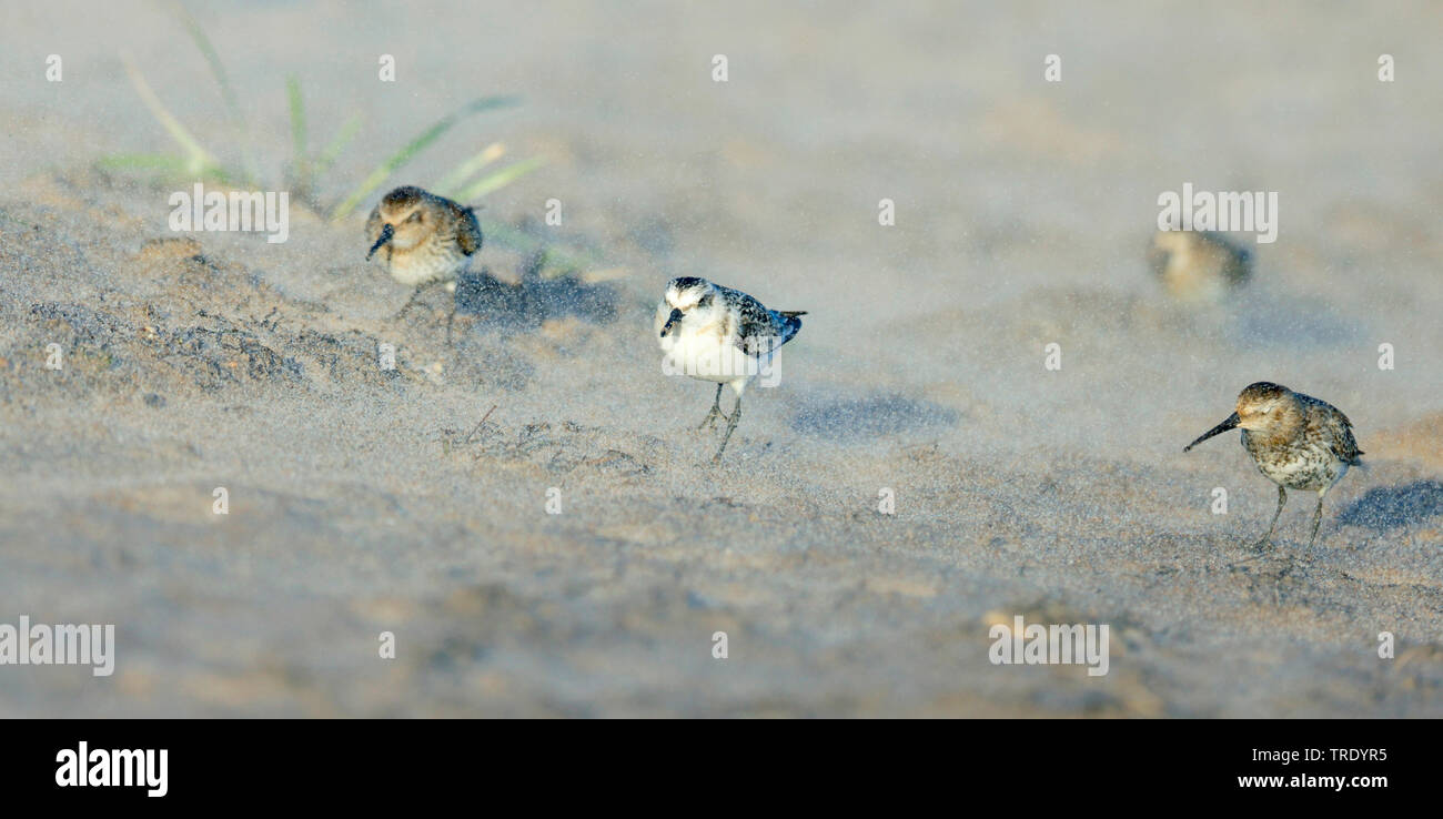Bécasseau sanderling (Calidris alba), juvénile, Finlande Banque D'Images