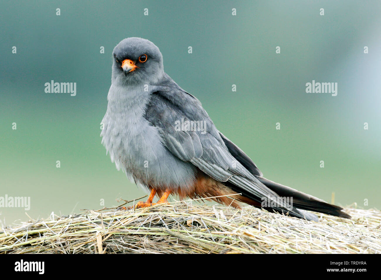 Western faucon kobez (Falco vespertinus), mâle adulte, Hongrie Banque D'Images