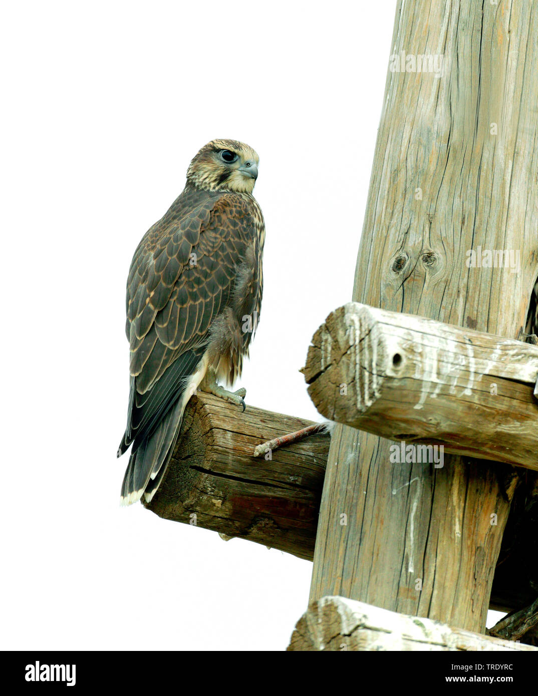 Faucon sacre (Falco cherrug), juvénile, la Mongolie Banque D'Images