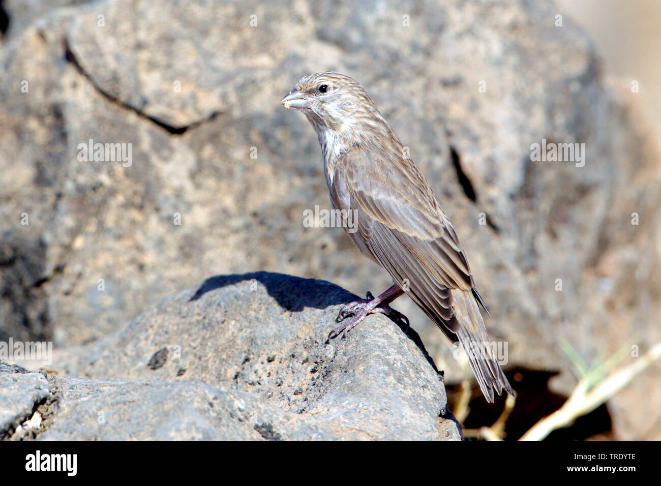 Serin Serinus menachensis (Yémen), assis sur un rocher, Oman Banque D'Images