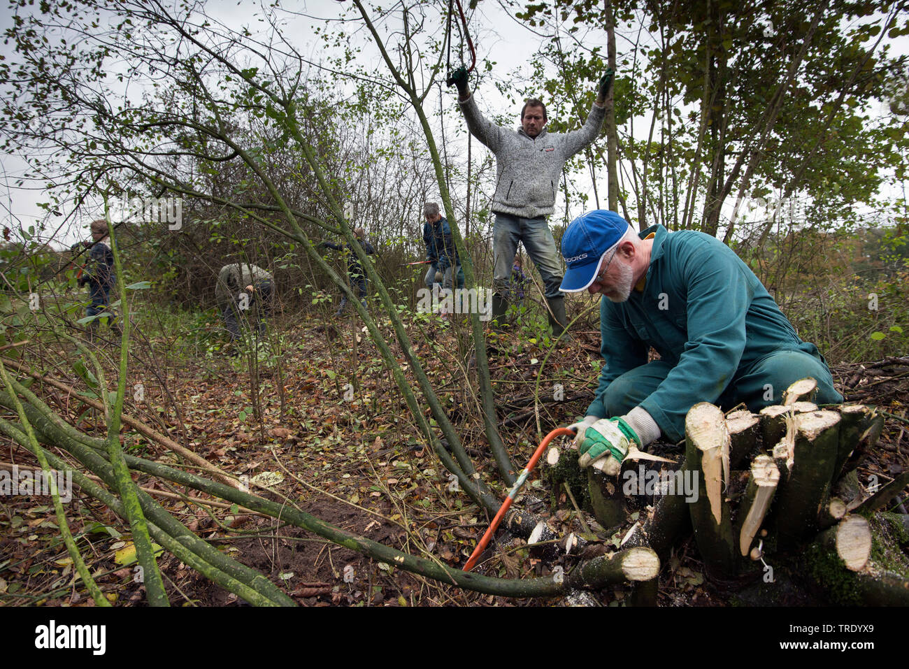 La taille, l'Overijssel, Pays-Bas, Zandstuve Groen Banque D'Images