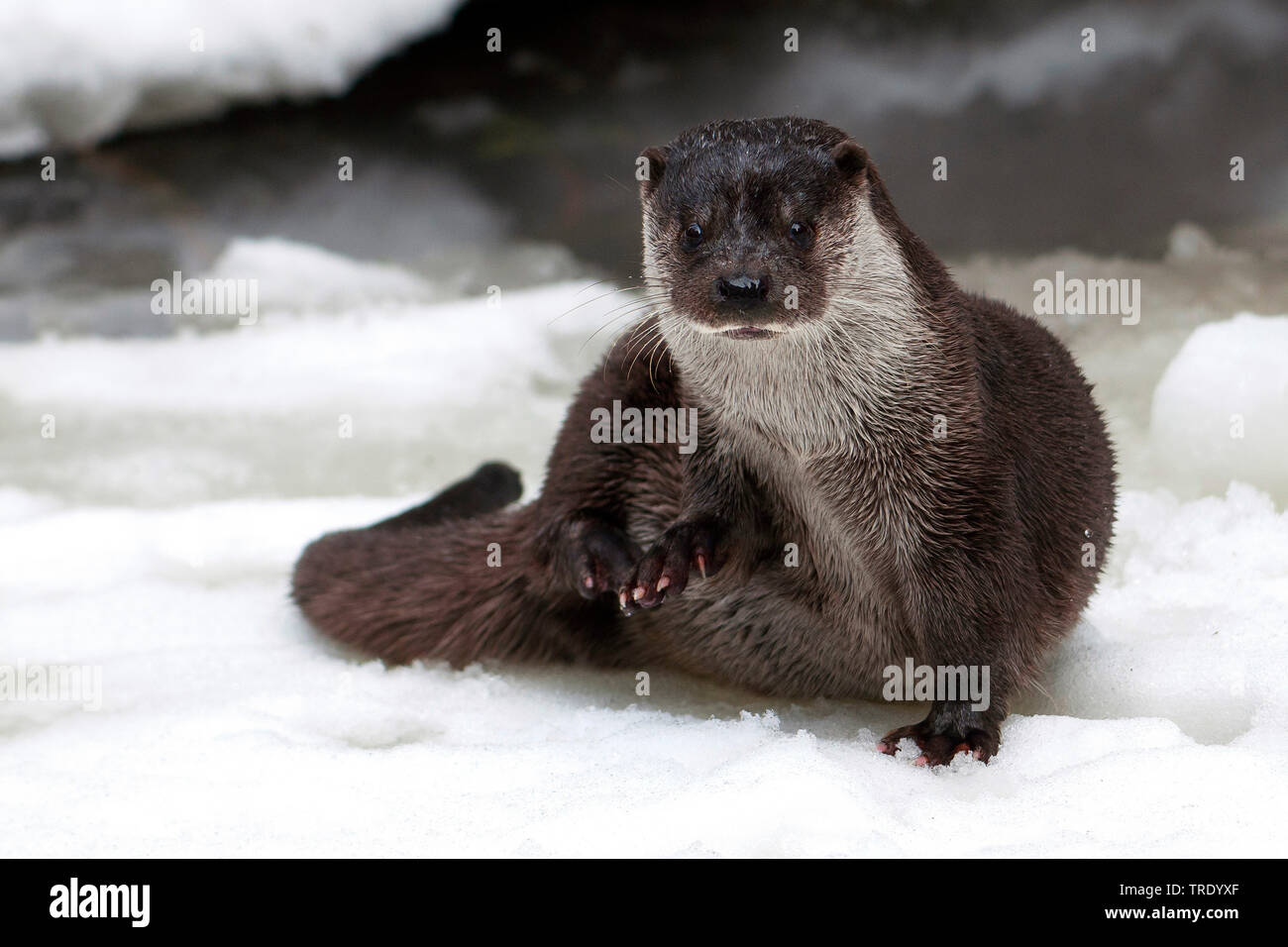 La loutre d'Europe, loutre d'Europe, la loutre (Lutra lutra), assis dans l'eau de fusion, vue de face, l'Allemagne, la Bavière, le Parc National de la Forêt bavaroise Banque D'Images
