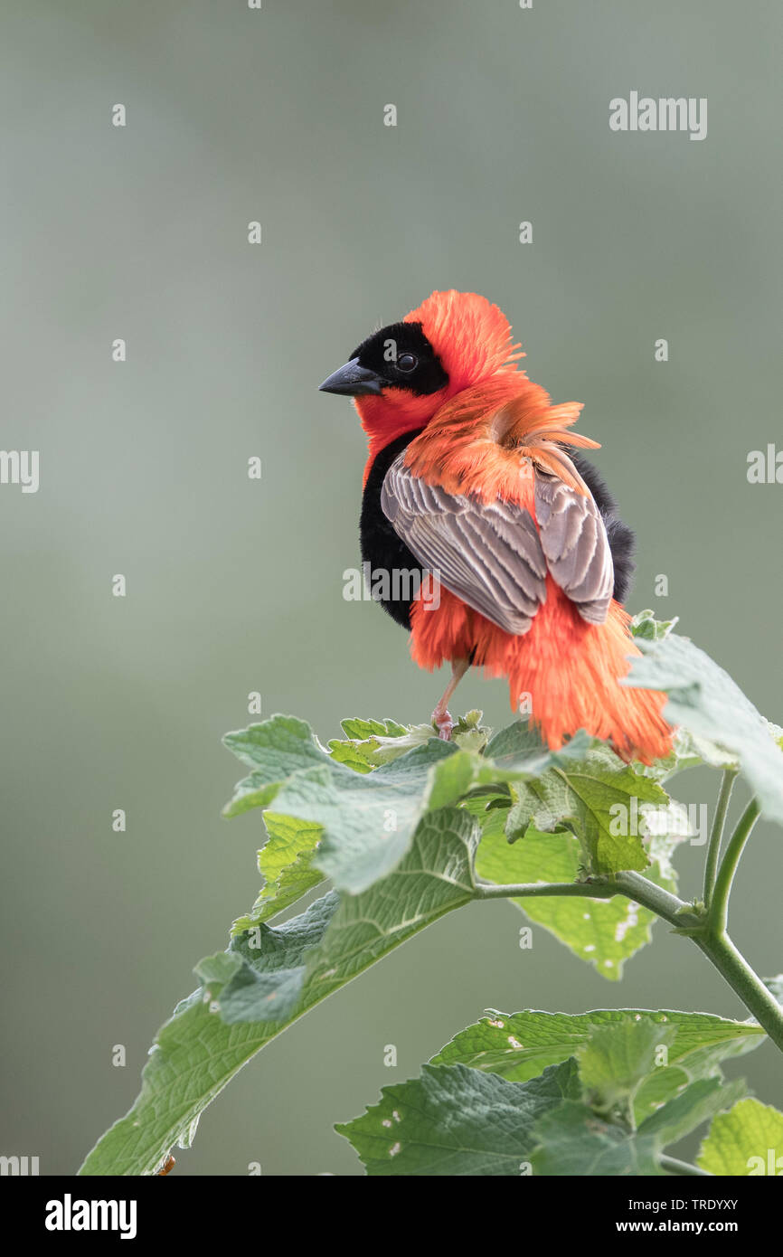 Northern Red Bishop (Euplectes franciscanus) mâle en plumage nuptial, vue arrière, Gambie Banque D'Images