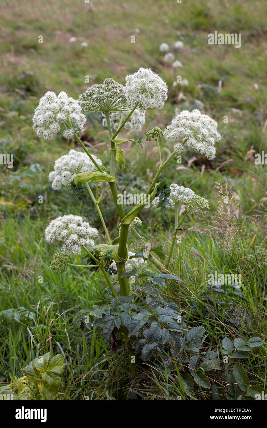 L'Angélique (Angelica archangelica), la floraison, la Norvège Banque D'Images