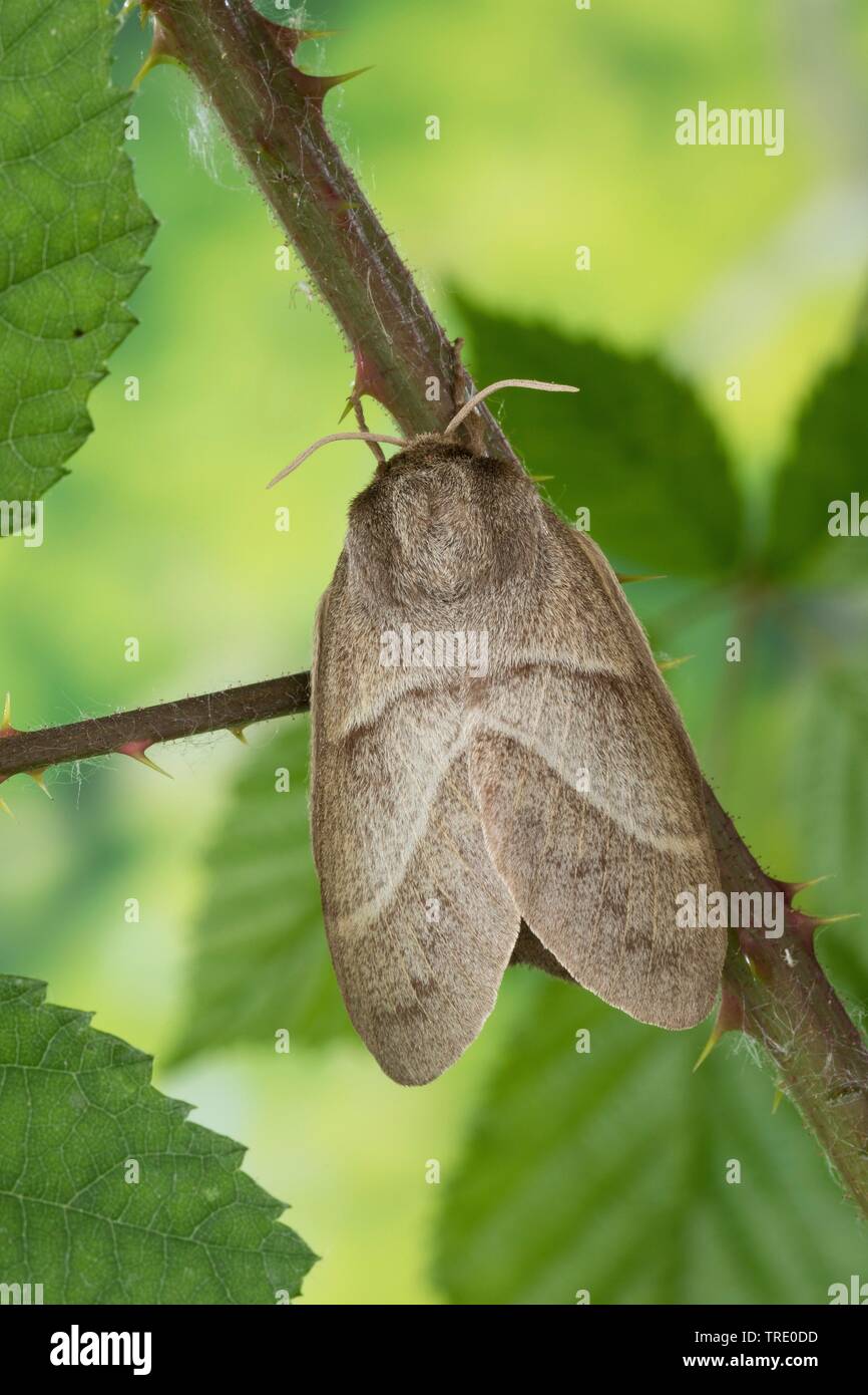 Fox Moth (Macrothylacia rubi), femelle à une brindille blackberry, Allemagne Banque D'Images