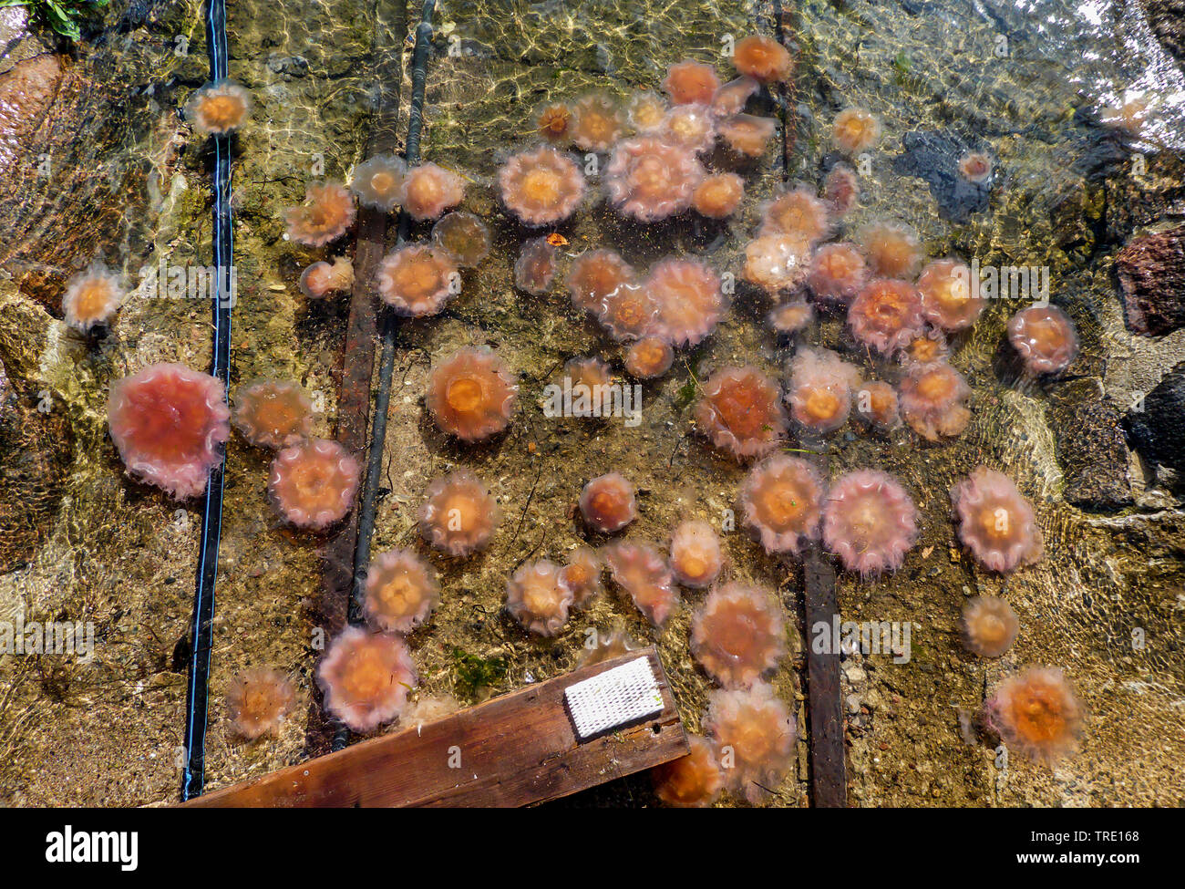 La crinière des lions, méduse géante, hairy stinger, lard de la mer, la mer de l'ortie, méduse rose (Cyanea capillata), échoués sur la plage, l'Allemagne, Schleswig-Holstein Banque D'Images