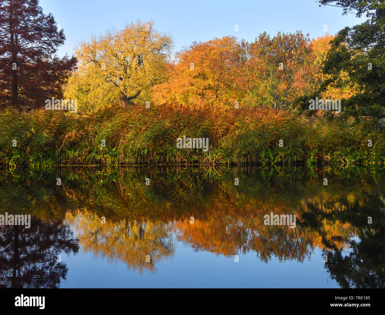 Reflet d'automne au lac Alster, Allemagne Banque D'Images