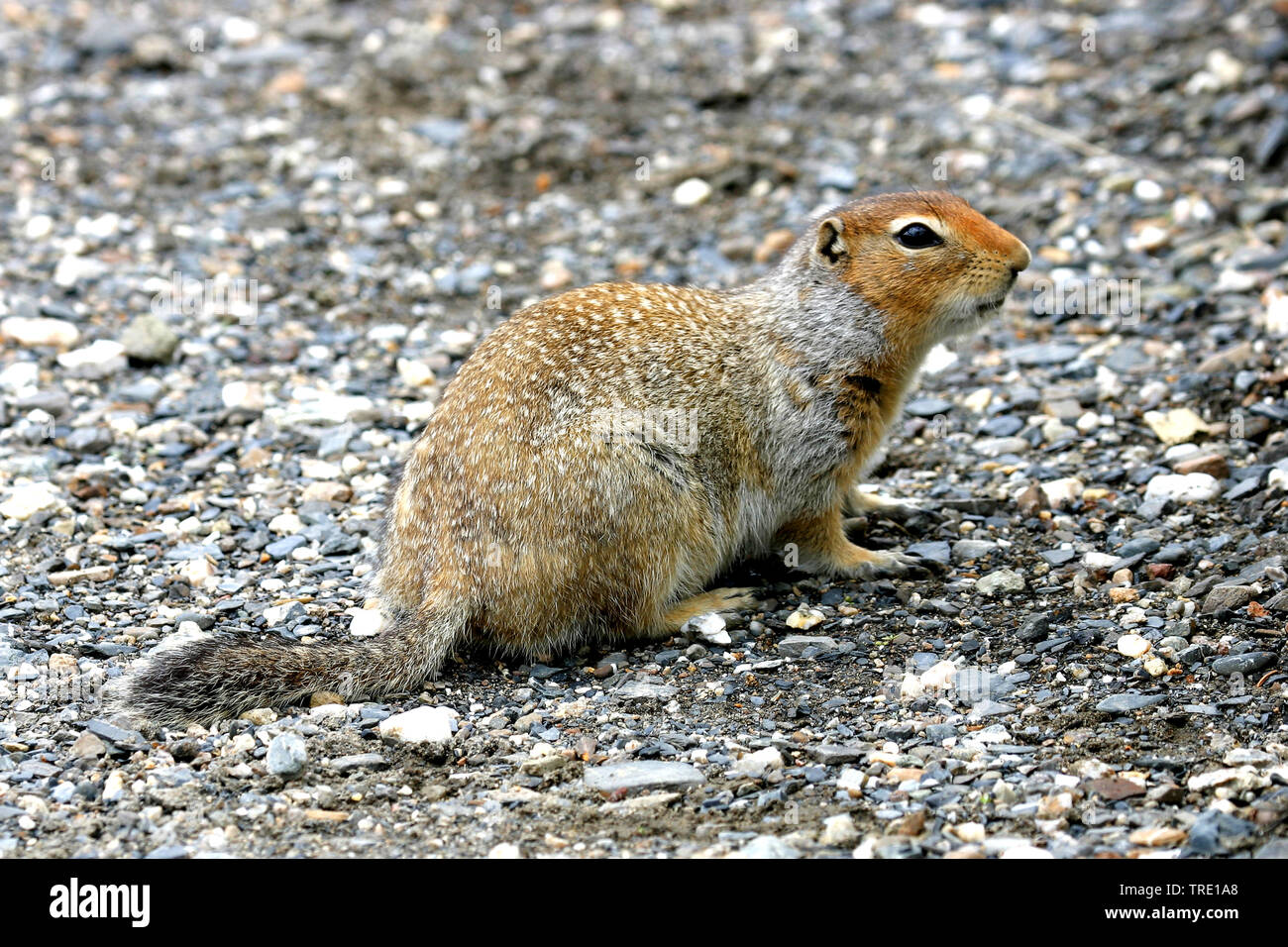 Spermophile arctique (Citellus Citellus undulatus, parryi, Spermophilus parryii), se trouve sur le terrain, USA, Alaska Banque D'Images