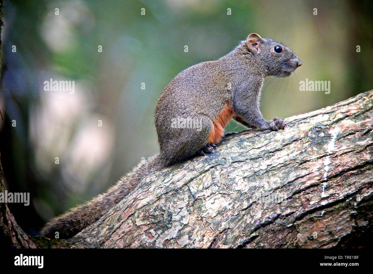 L'écureuil à ventre rouge (Callosciurus erythraeus), est assis sur un tronc d'arbre, Chine Banque D'Images L'écureuil à ventre rouge (Callosciurus erythraeus), est assis sur un tronc d'arbre, Chine Banque D'Images