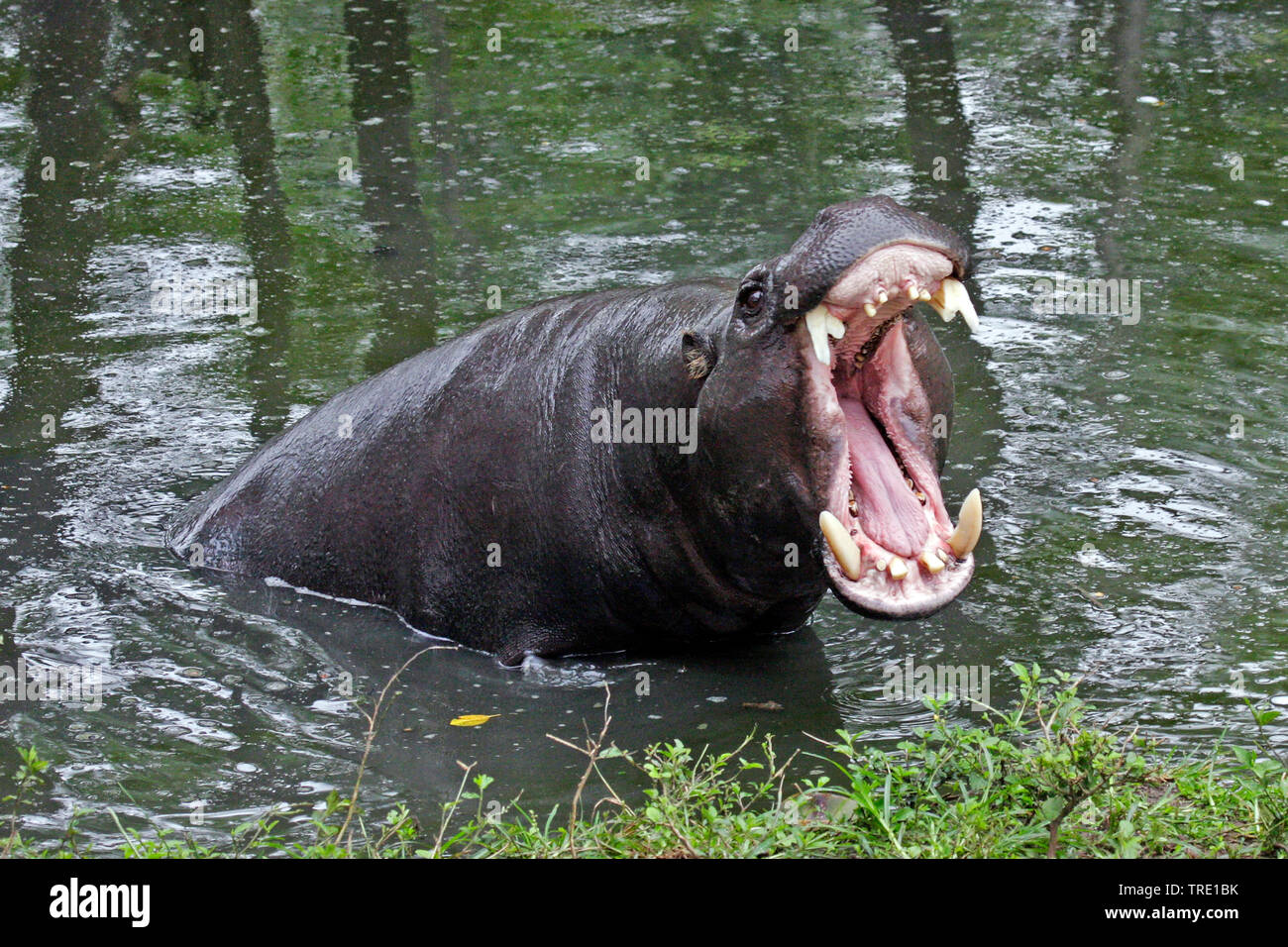 L'hippopotame pygmée (Hexaprotodon liberiensis Choeropsis liberiensis,), assis sur l'eau, Taiwan Banque D'Images